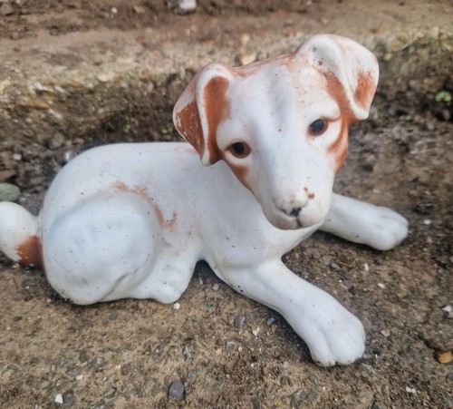 Jack russell terrier - russell, dog